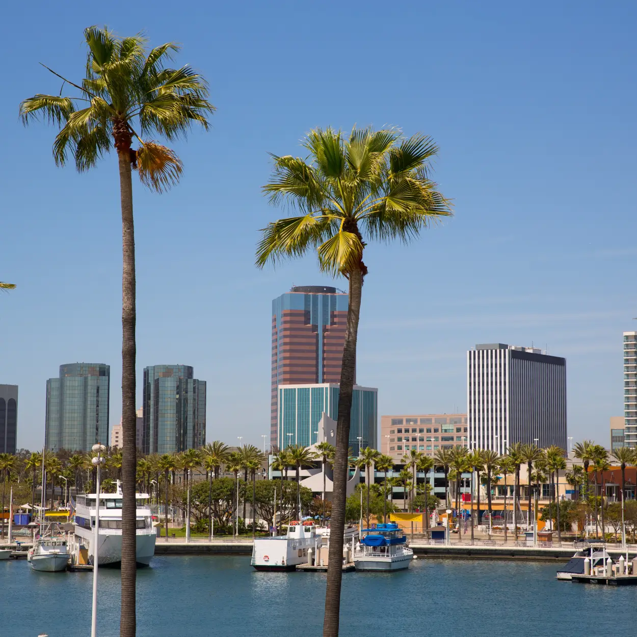 Long-Beach-ADU Palm trees and boats on the water in Long Beach, California.